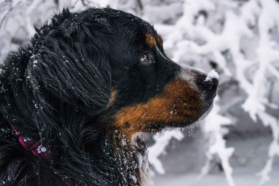 hund i sneen